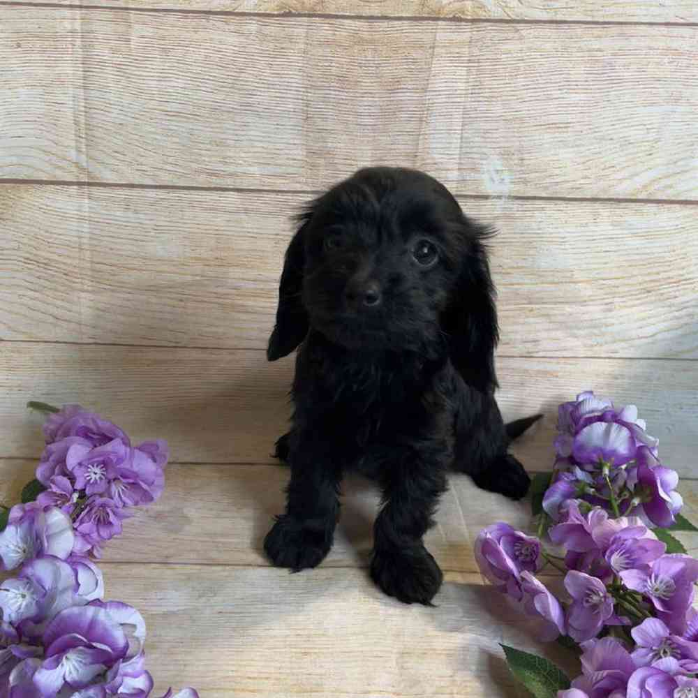 Female Dachshund/Poodle Puppy for Sale in OMAHA, NE