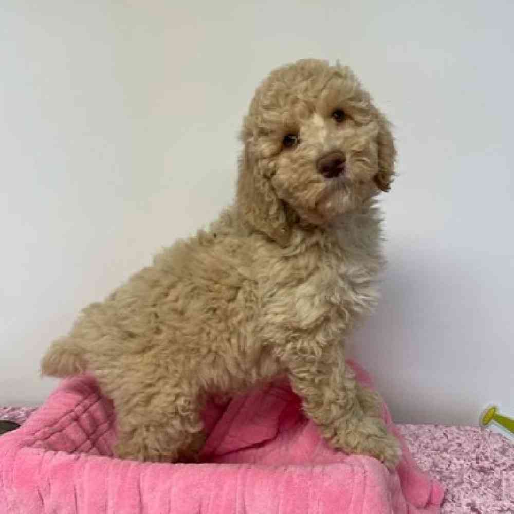 Female Standard Poodle Puppy for sale