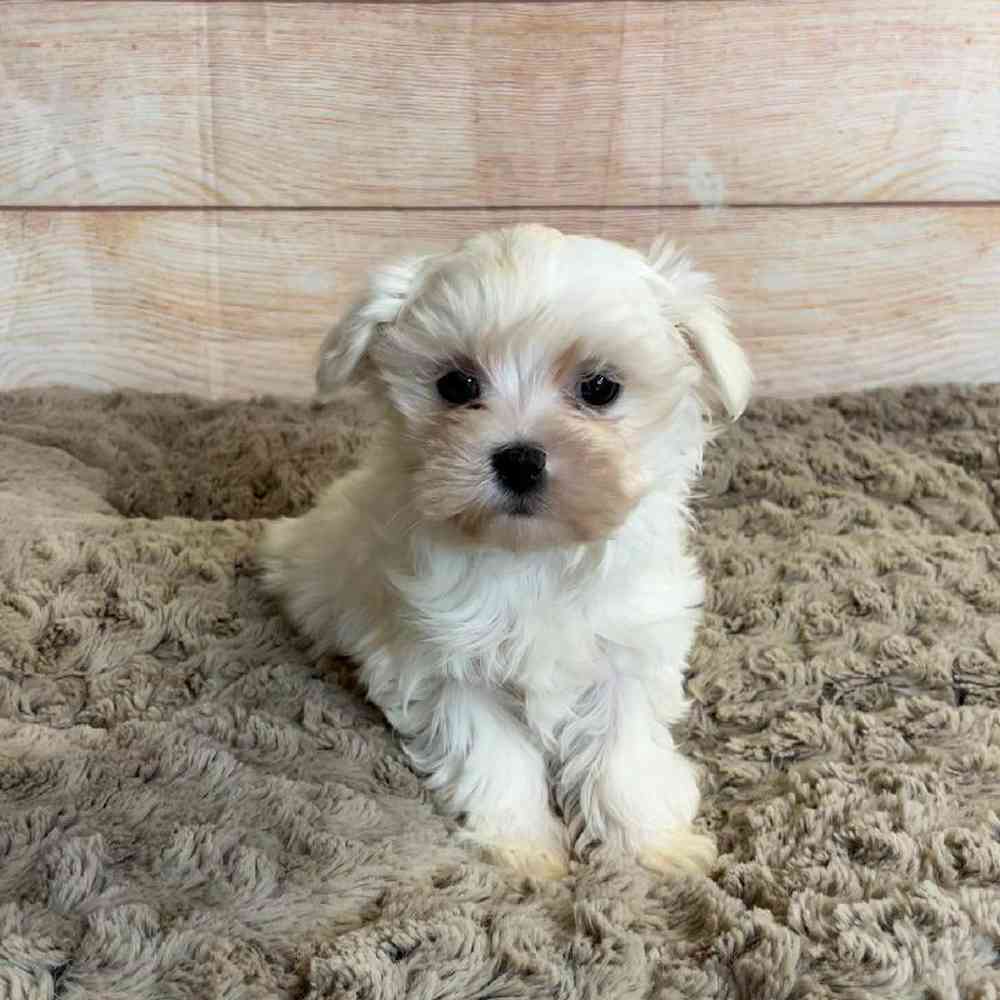 Male Maltese-Poodle Puppy for Sale in OMAHA, NE