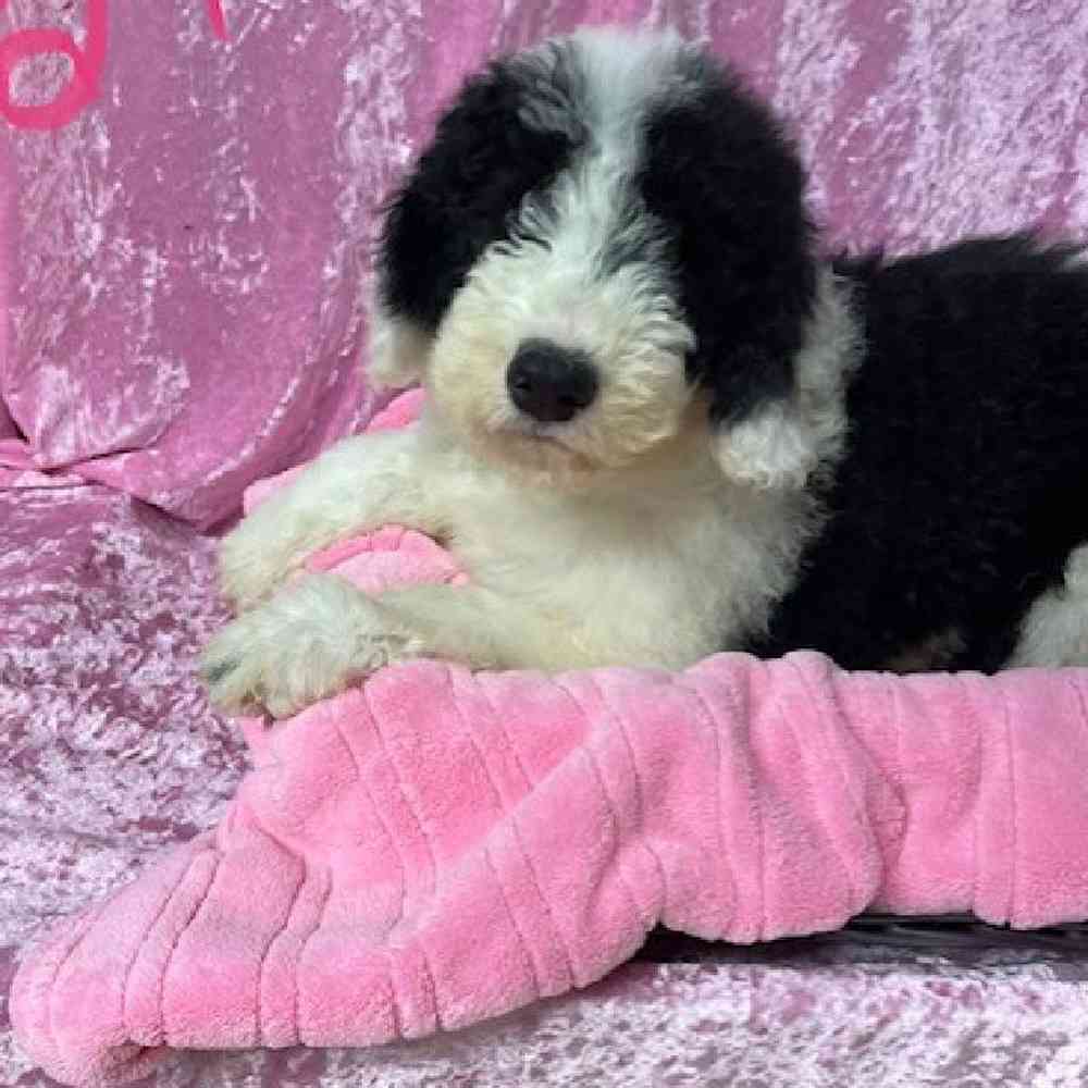 Female Old English Sheep dog/Poodle Puppy for sale