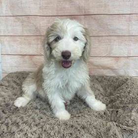 Old English Sheepdog/Poodle