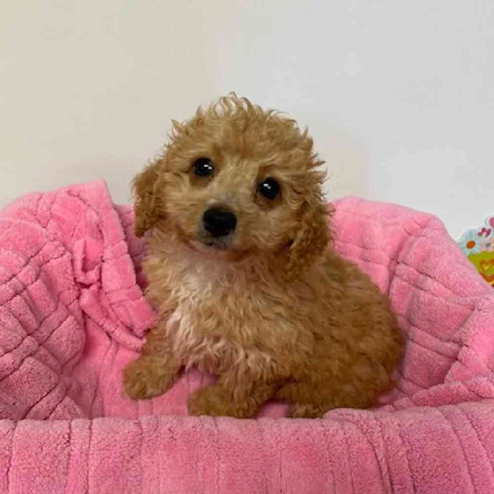 Female Miniature Poodle Puppy for sale