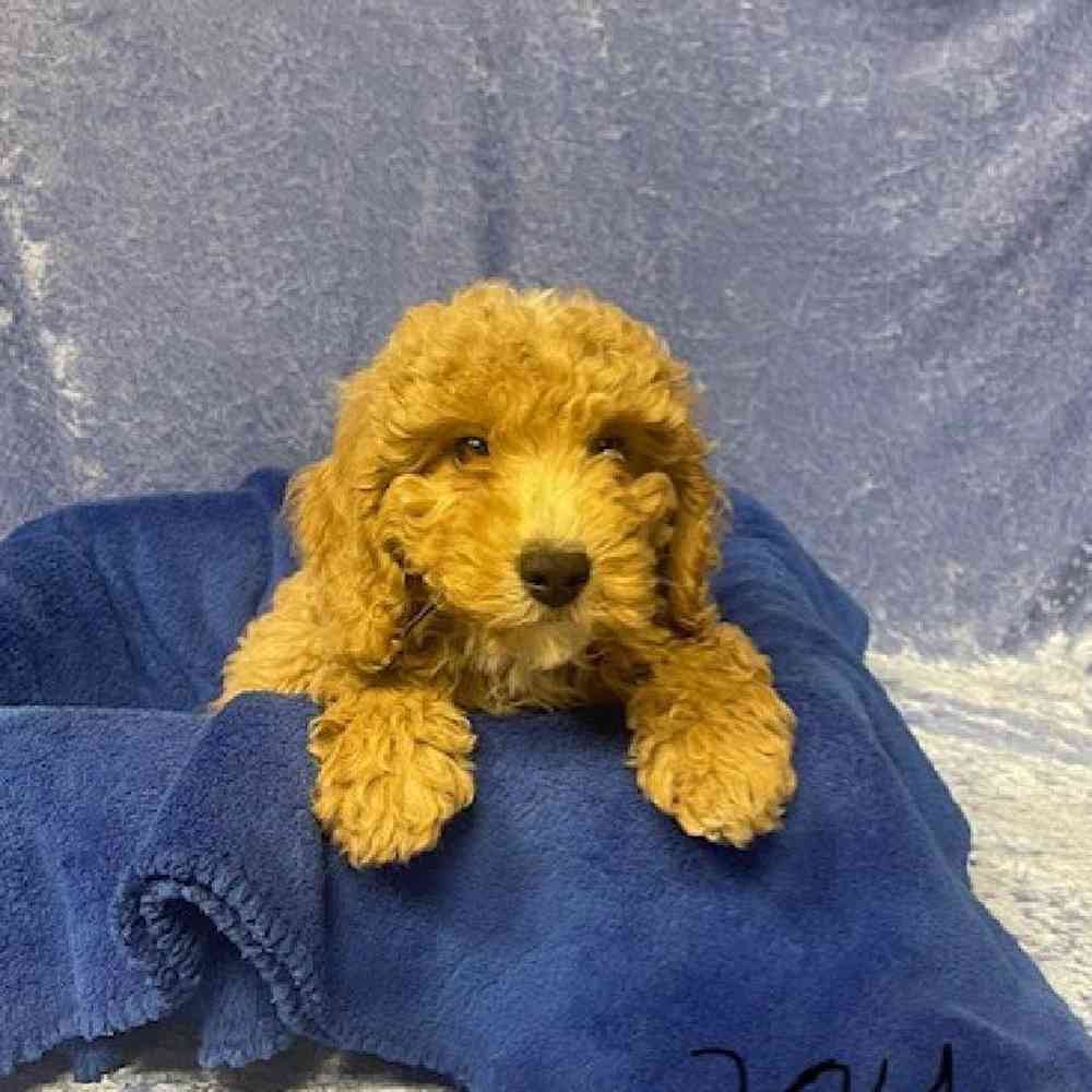 Male Golden Retriever/Miniature Poodle Puppy for sale