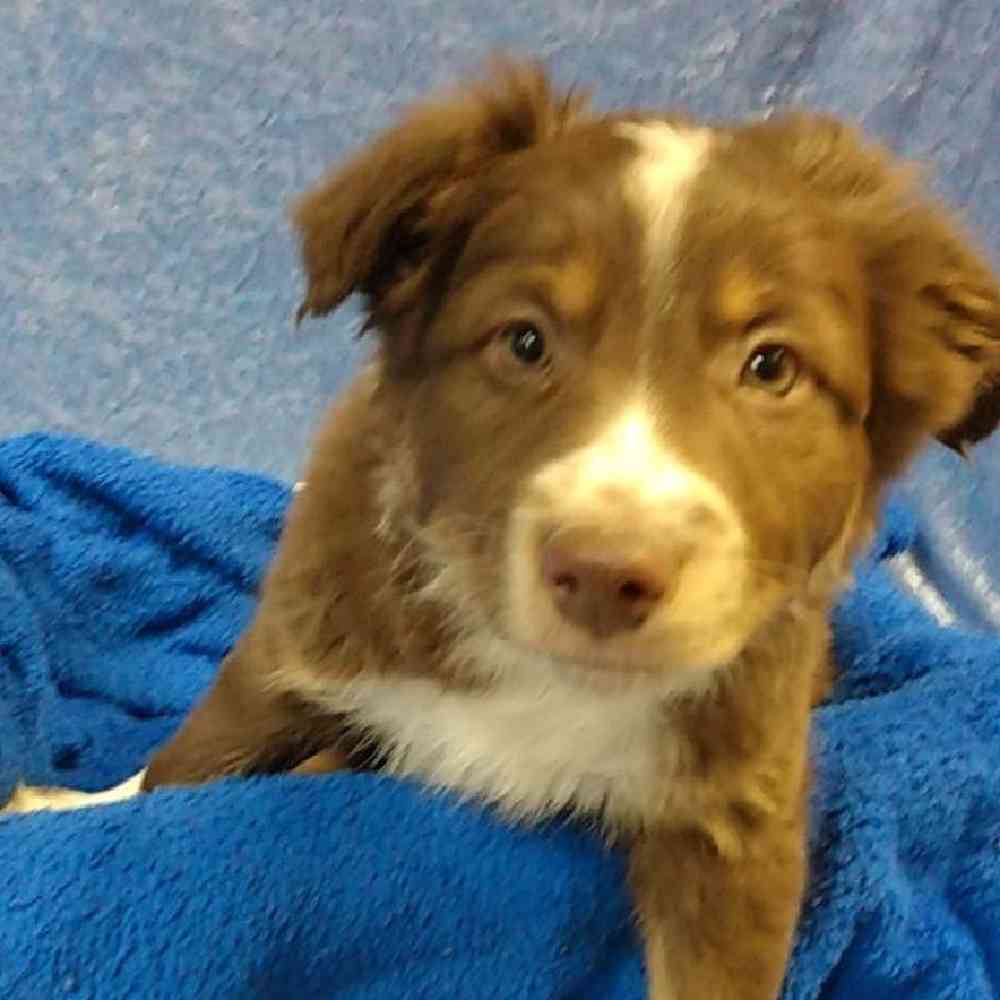 Male Australian Shepherd Puppy for sale