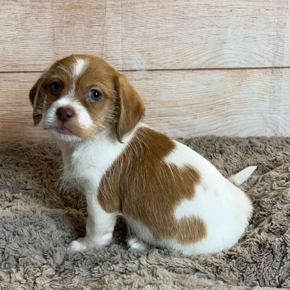 Male Dachshund/Shih Tzu Puppy for Sale in OMAHA, NE