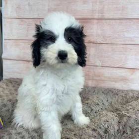 Old English Sheepdog/Poodle