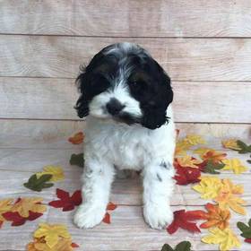 Cocker Spaniel/Poodle