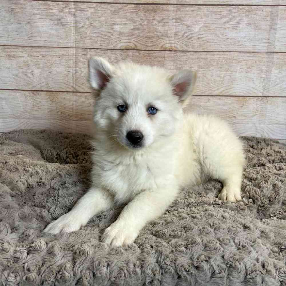 Male Pomeranian/Siberian Husky Puppy for Sale in OMAHA, NE
