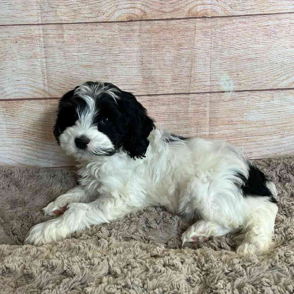 Male Cocker Spaniel/Poodle Puppy for Sale in OMAHA, NE