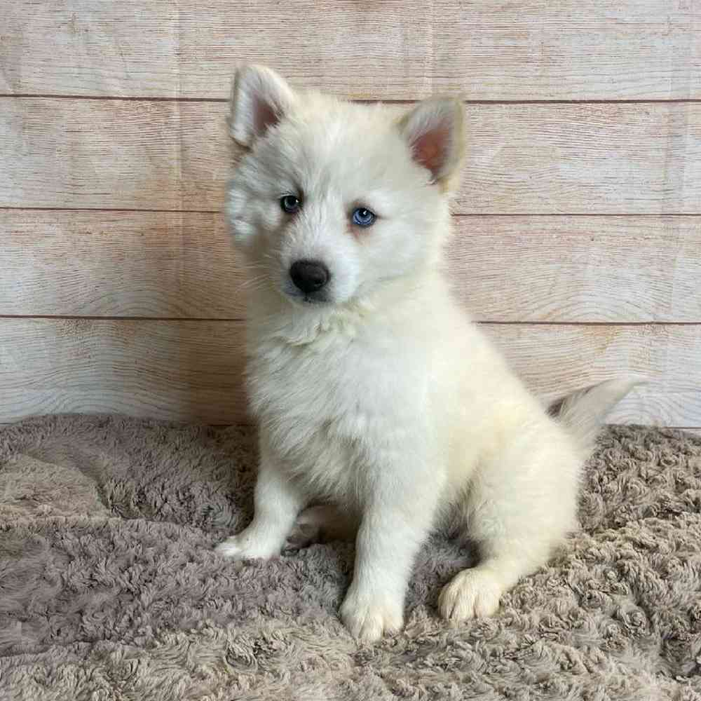 Male Pomeranian/Siberian Husky Puppy for Sale in OMAHA, NE