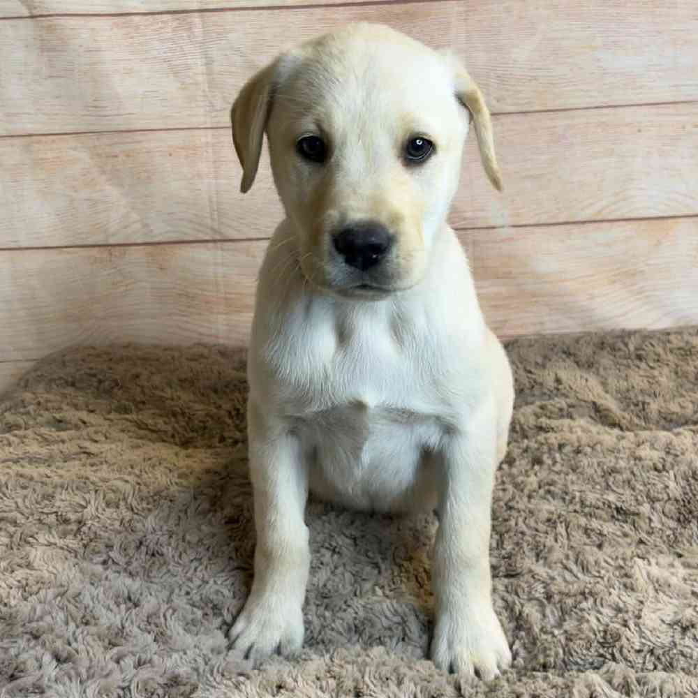 Female Labrador Retriever Puppy for Sale in OMAHA, NE