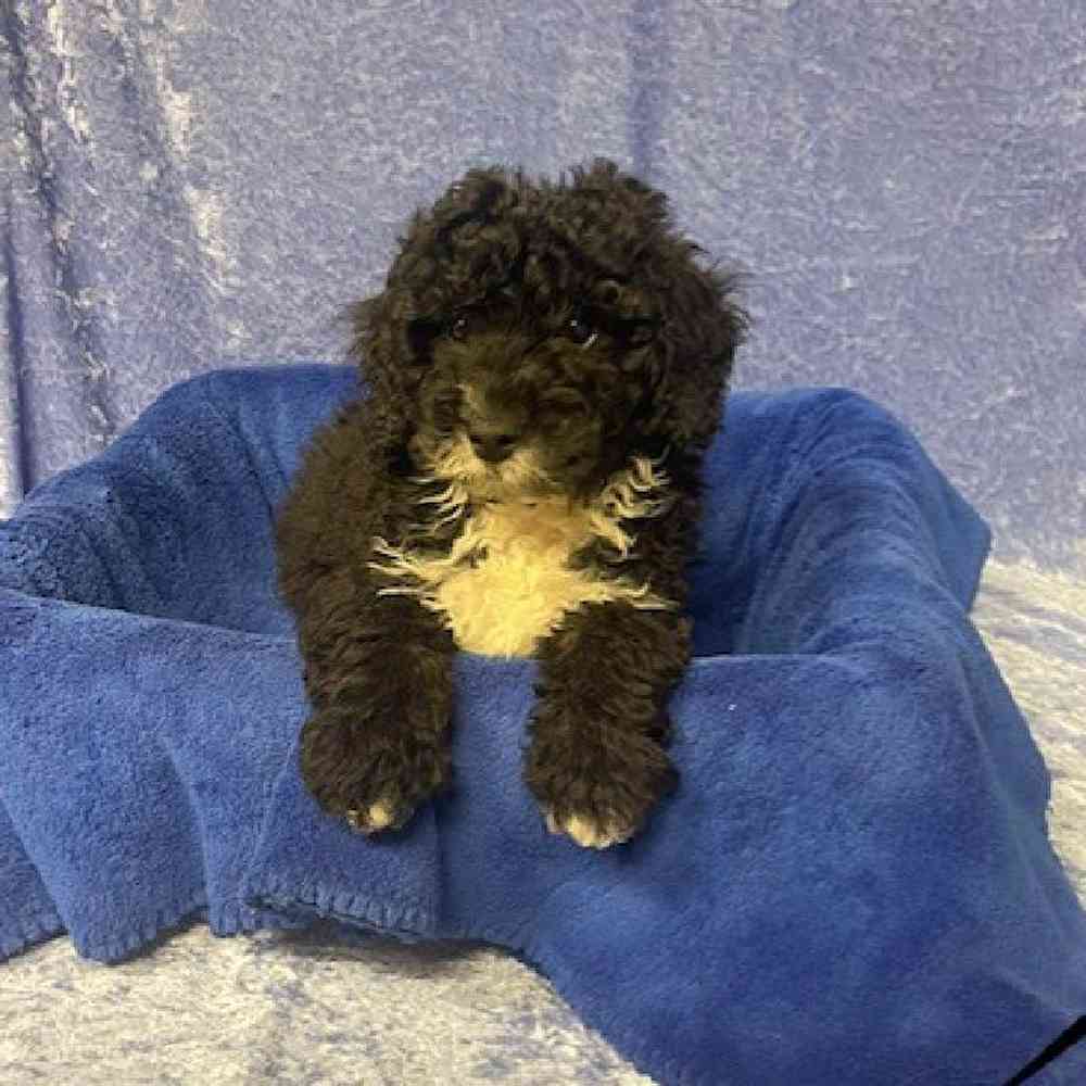 Male Golden Retriever/Miniature Poodle Puppy for sale