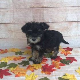 Miniature Schnauzer/Poodle