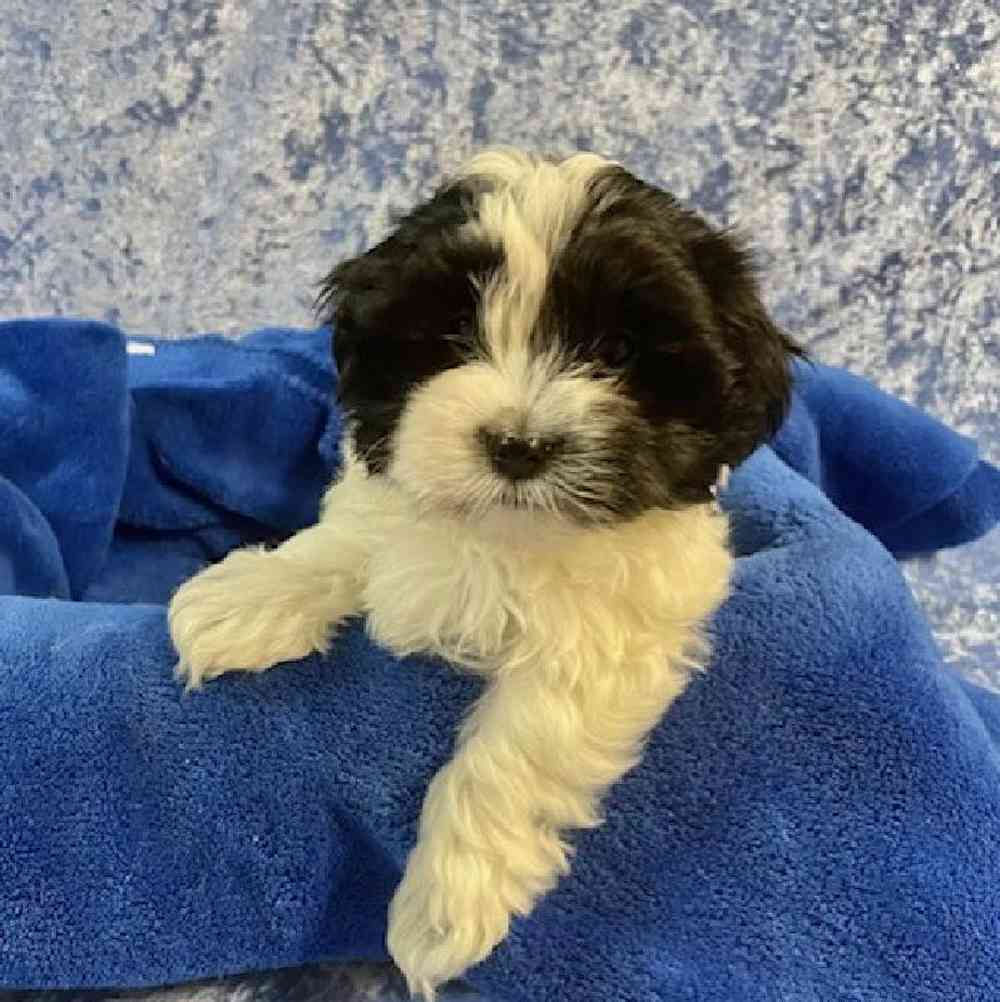 Male Shih tzu / Maltese / Poodle Puppy for sale