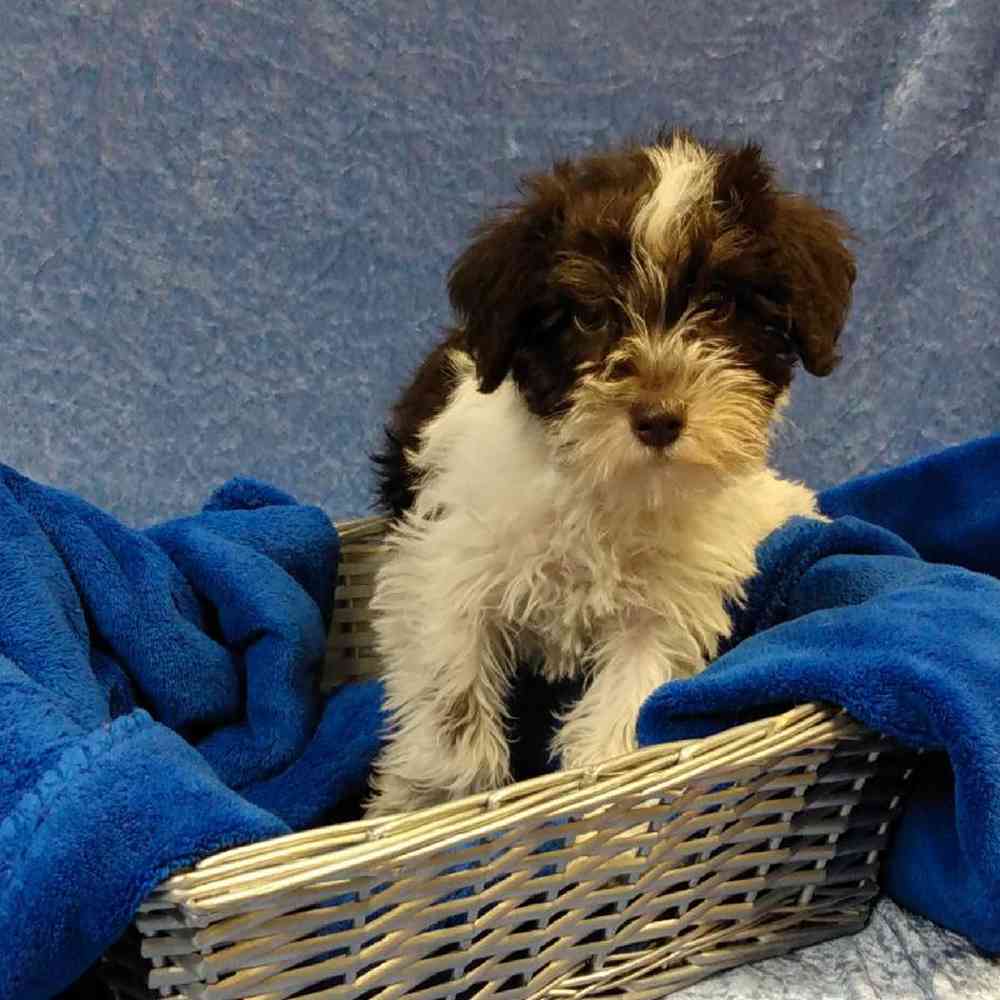 Male Miniature Schnauzer Puppy for sale