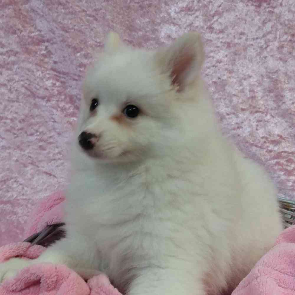 Female American Eskimo/ Shetland Sheepdog Puppy for sale