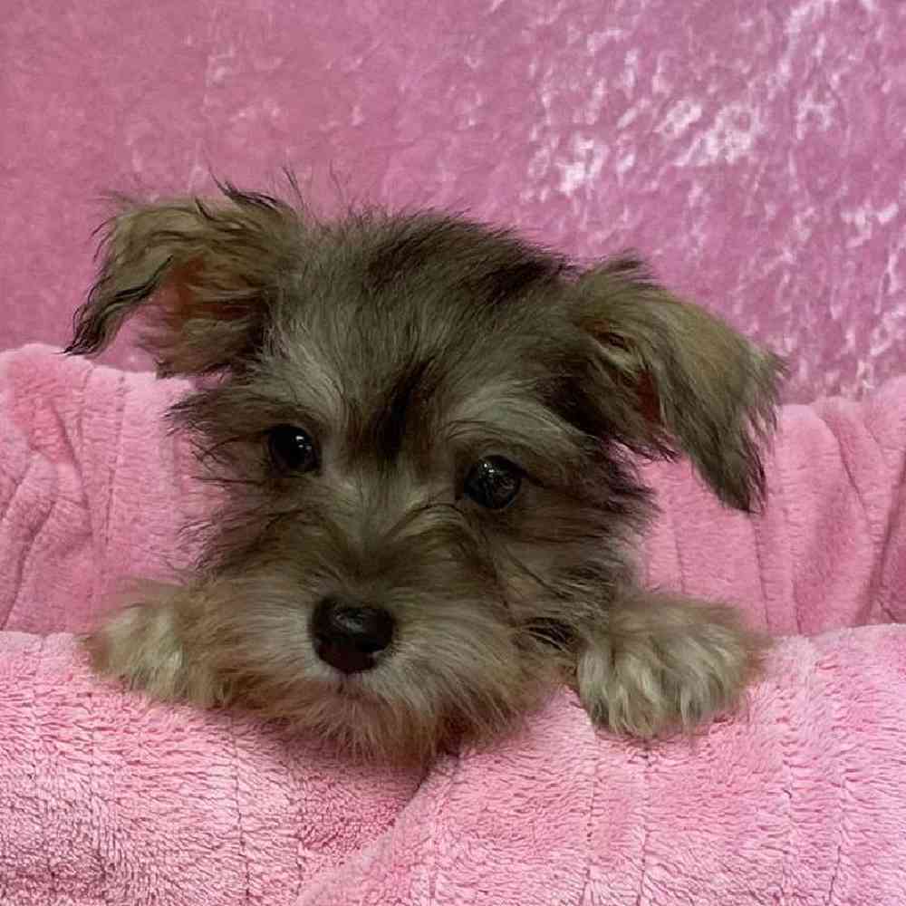 Female Miniature Schnauzer Puppy for sale