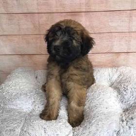 Soft Coated Wheaten Terrier