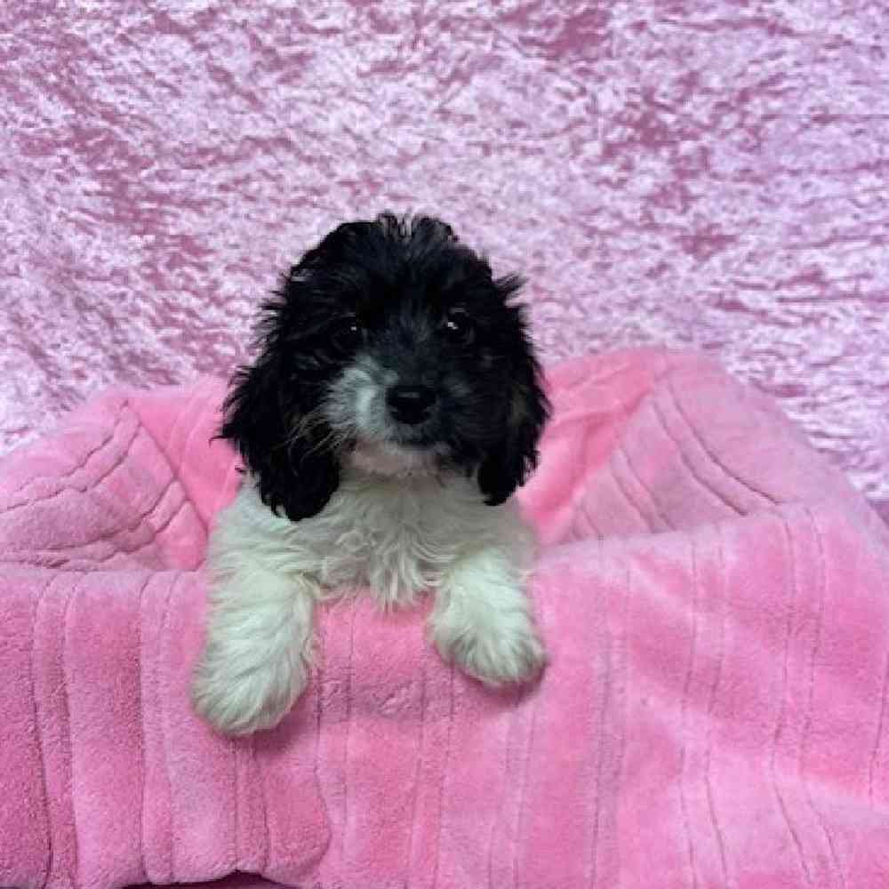 Female Dachshund/Poodle Puppy for sale