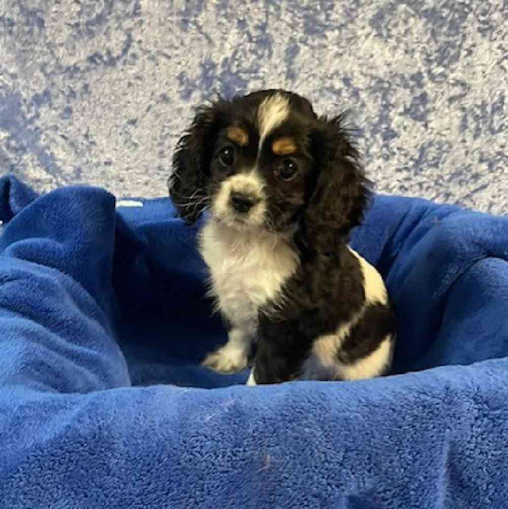 Male Cocker Spaniel/Cavalier King Charles Puppy for sale