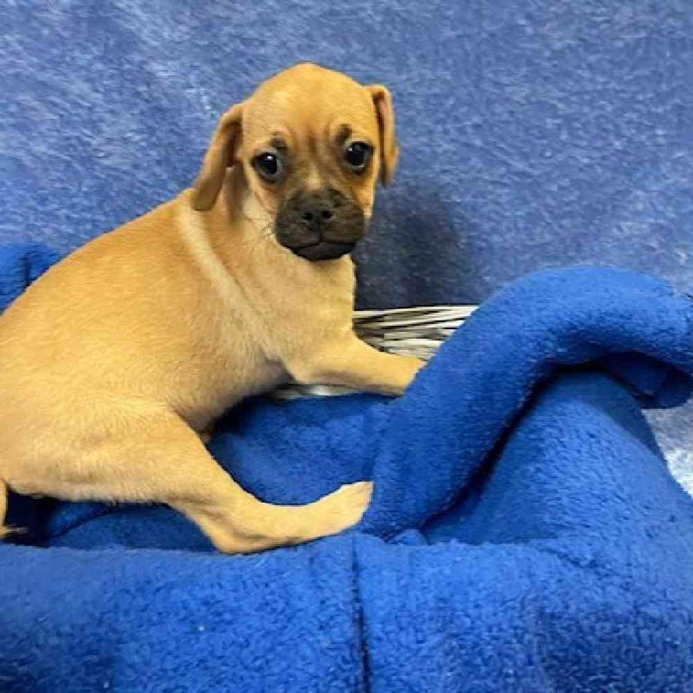Male Pug/Jack Russell Puppy for sale