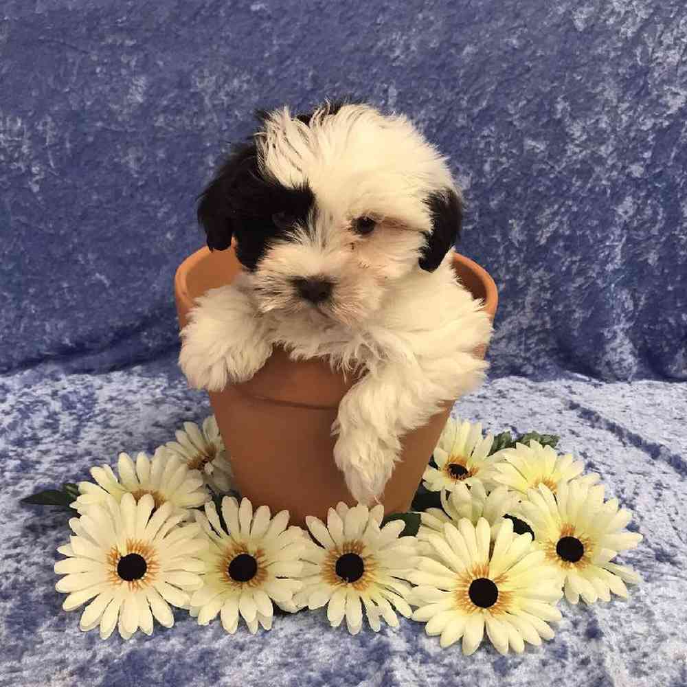 Male Mini Schnauzer/Shih tzu/Poodle Puppy for Sale in OMAHA, NE
