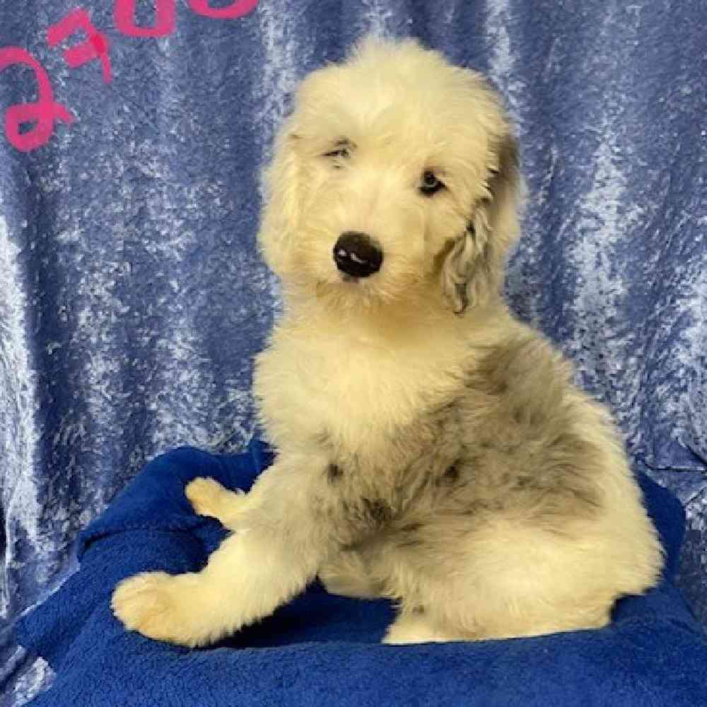 Male Old English Sheep dog/Poodle Puppy for sale