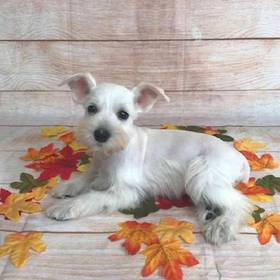 Miniature Schnauzer