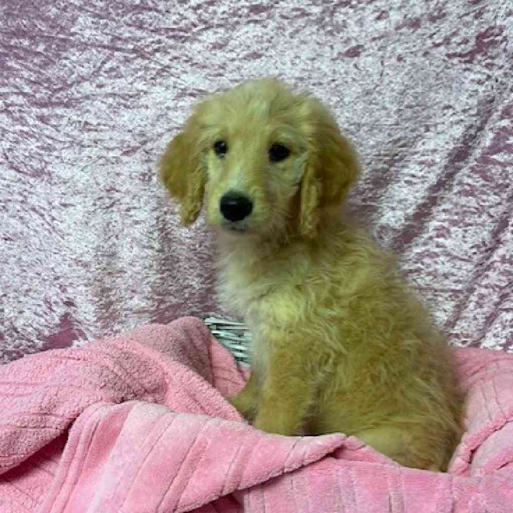 Female Golden Retriever/ Poodle Puppy for sale