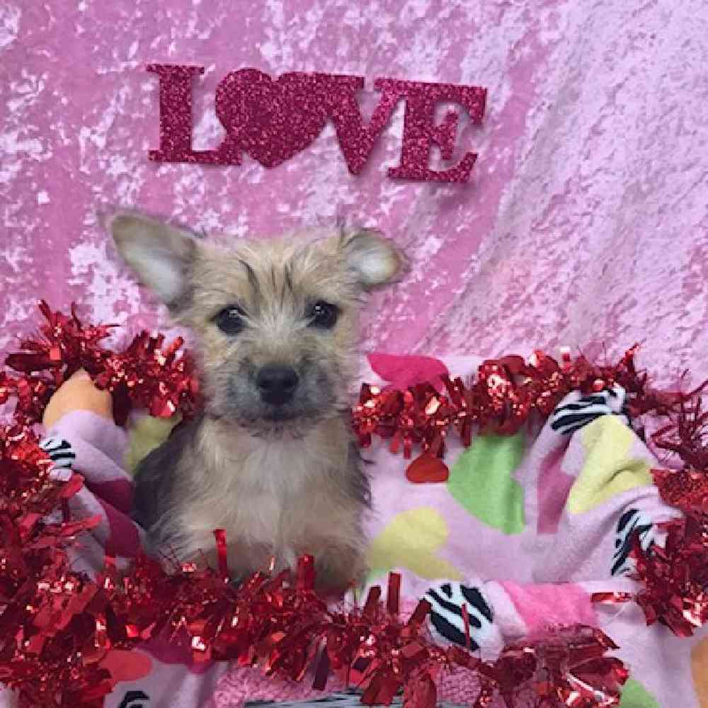 Female Cairn Terrier-Yorkshire Terrier Puppy for Sale in OMAHA, NE