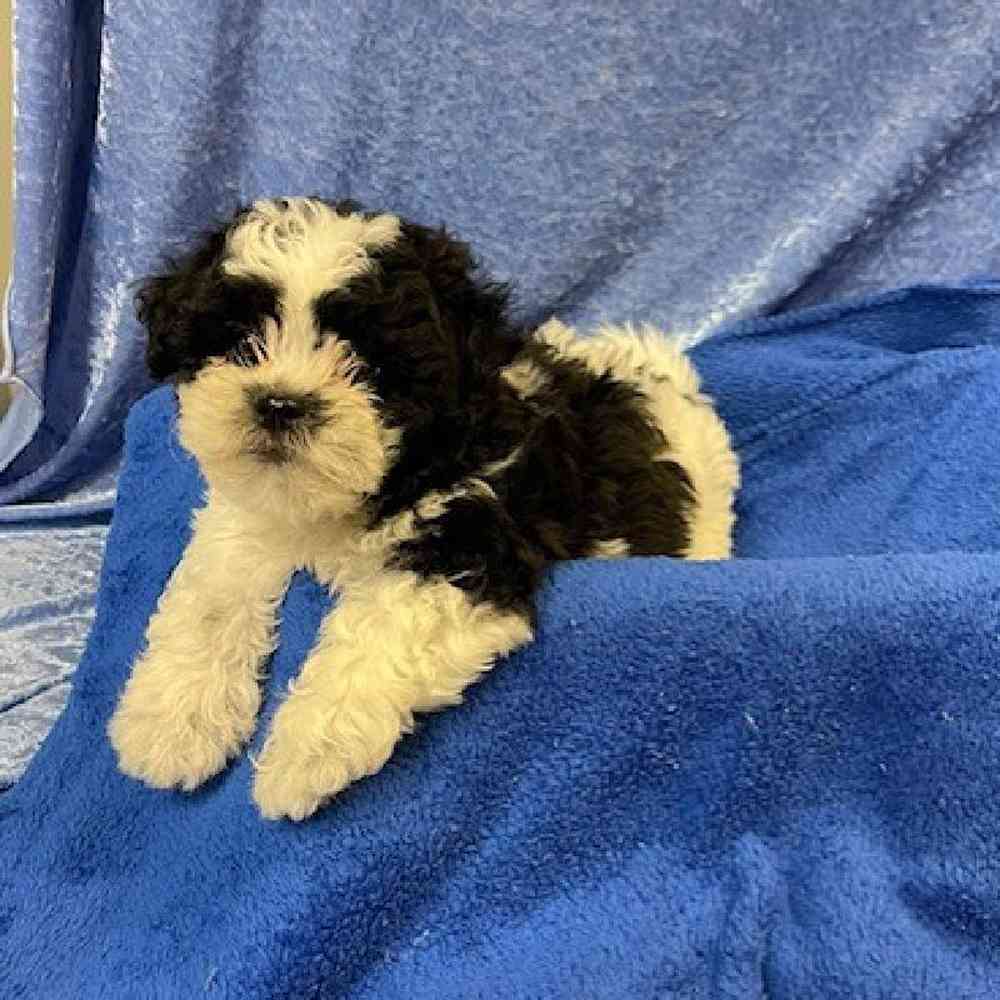 Male ShihTzu/Bichon Frise Puppy for sale