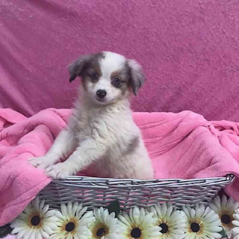 Female Miniature Australian Shepherd Puppy for Sale in OMAHA, NE