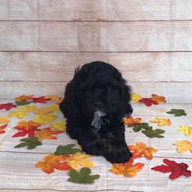 Cocker Spaniel/Poodle
