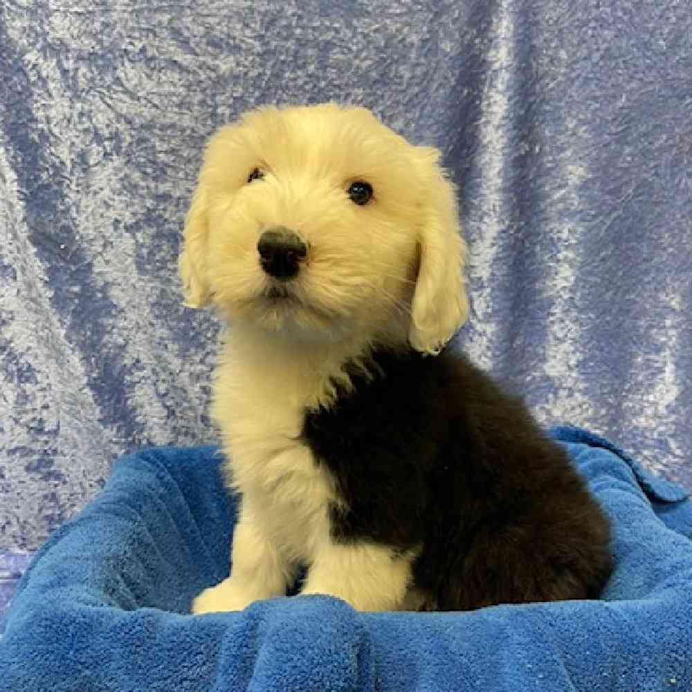 Male Old English Sheepdog Puppy for Sale in OMAHA, NE