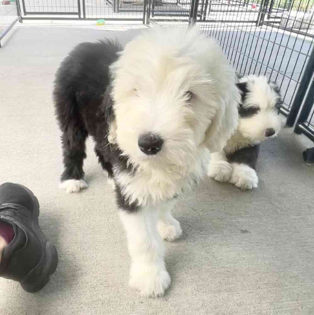 Male Old English Sheepdog Puppy for sale