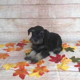 Miniature Schnauzer