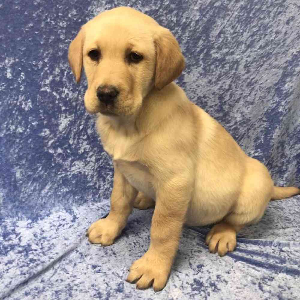 Male Labrador Retriever Puppy for Sale in OMAHA, NE