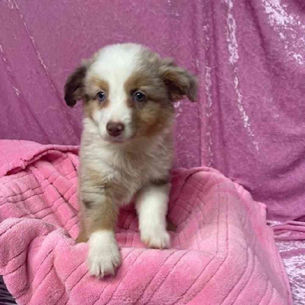 Female Miniature Australian Shepherd Puppy for sale
