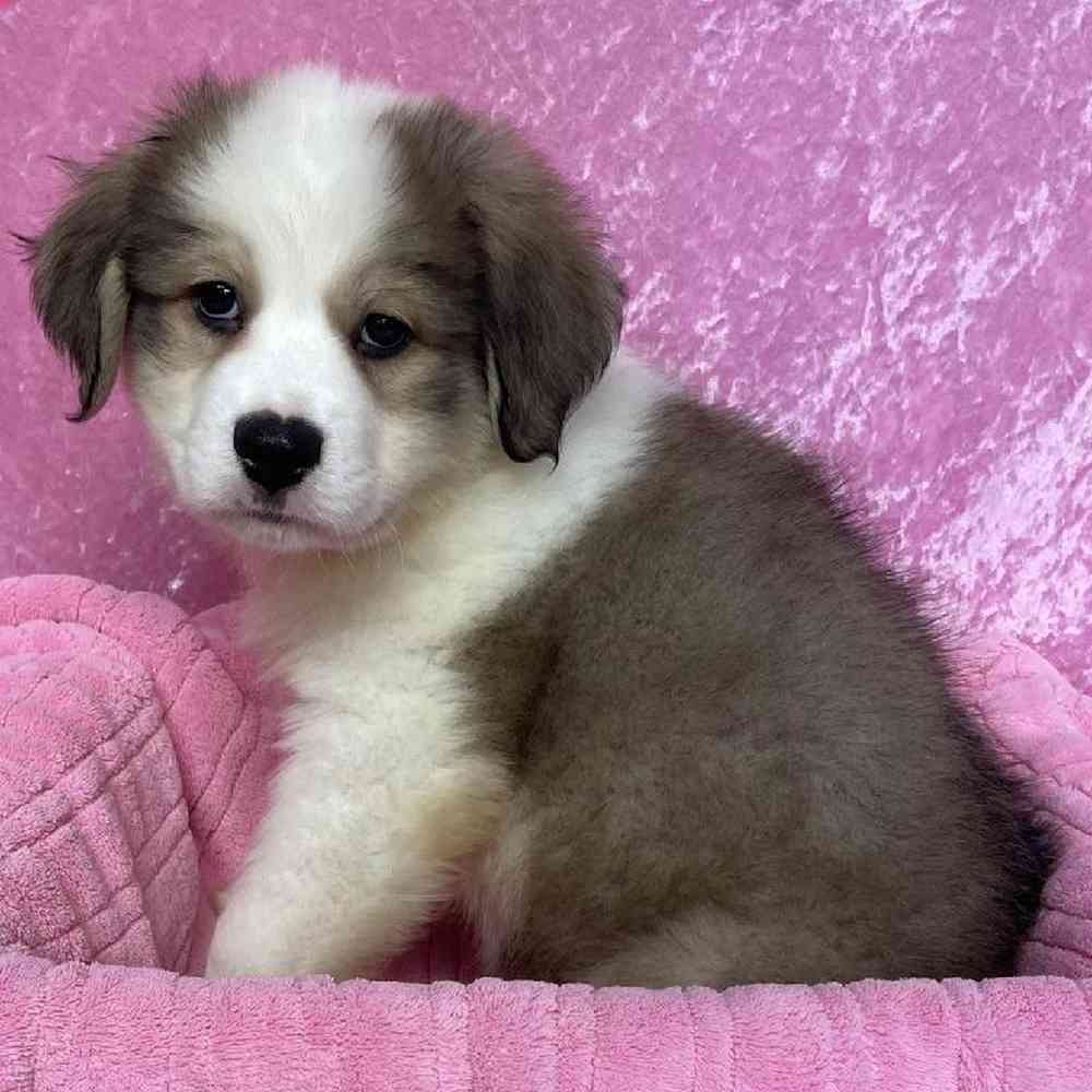 Female Great Pyrenees/Bernese Mountain Dog/Poodle Puppy for sale