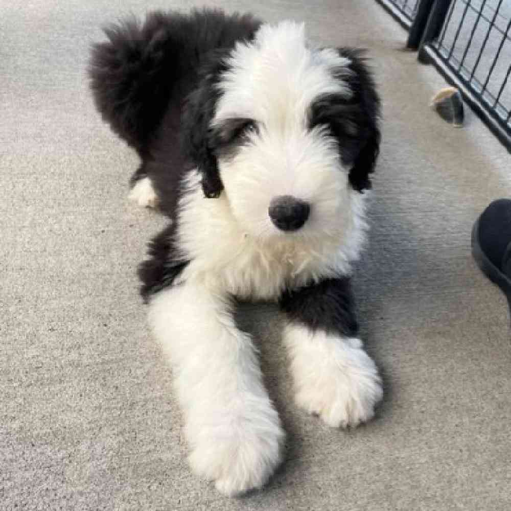 Male Old English Sheepdog Puppy for sale