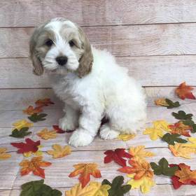 Cocker Spaniel/Poodle