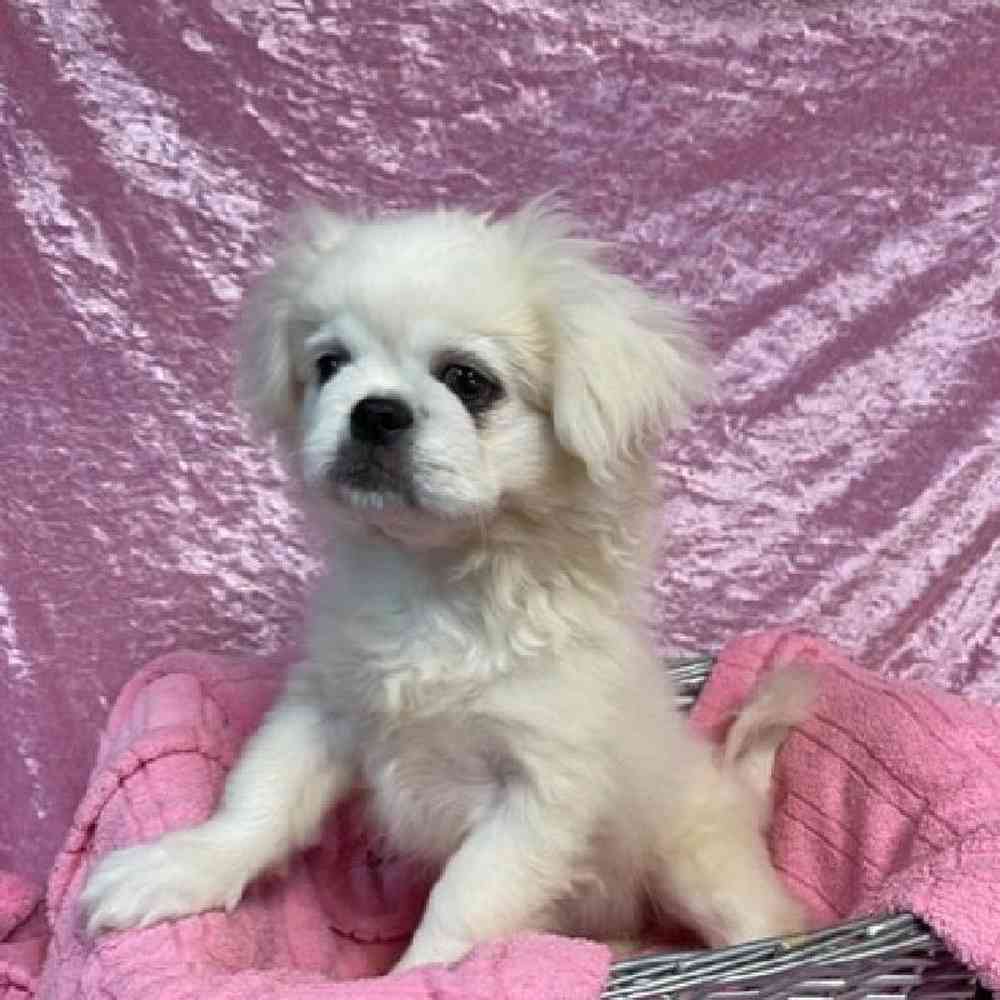 Female Pekingese/Maltese/Poodle Puppy for sale