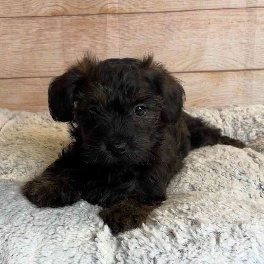 Male Yorkshire Terrier/ShihTzu/Poodle Puppy for Sale in OMAHA, NE