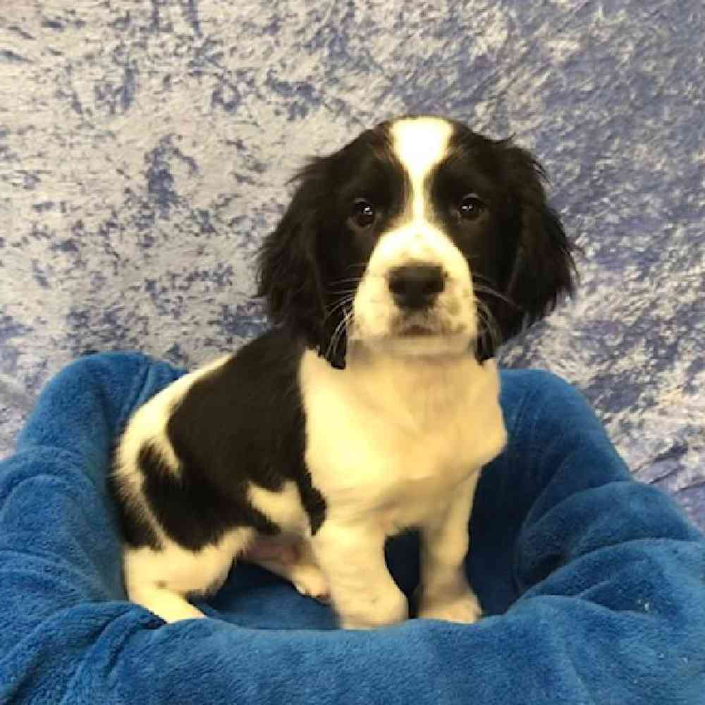 Male English Springer Spaniel Puppy for Sale in OMAHA, NE