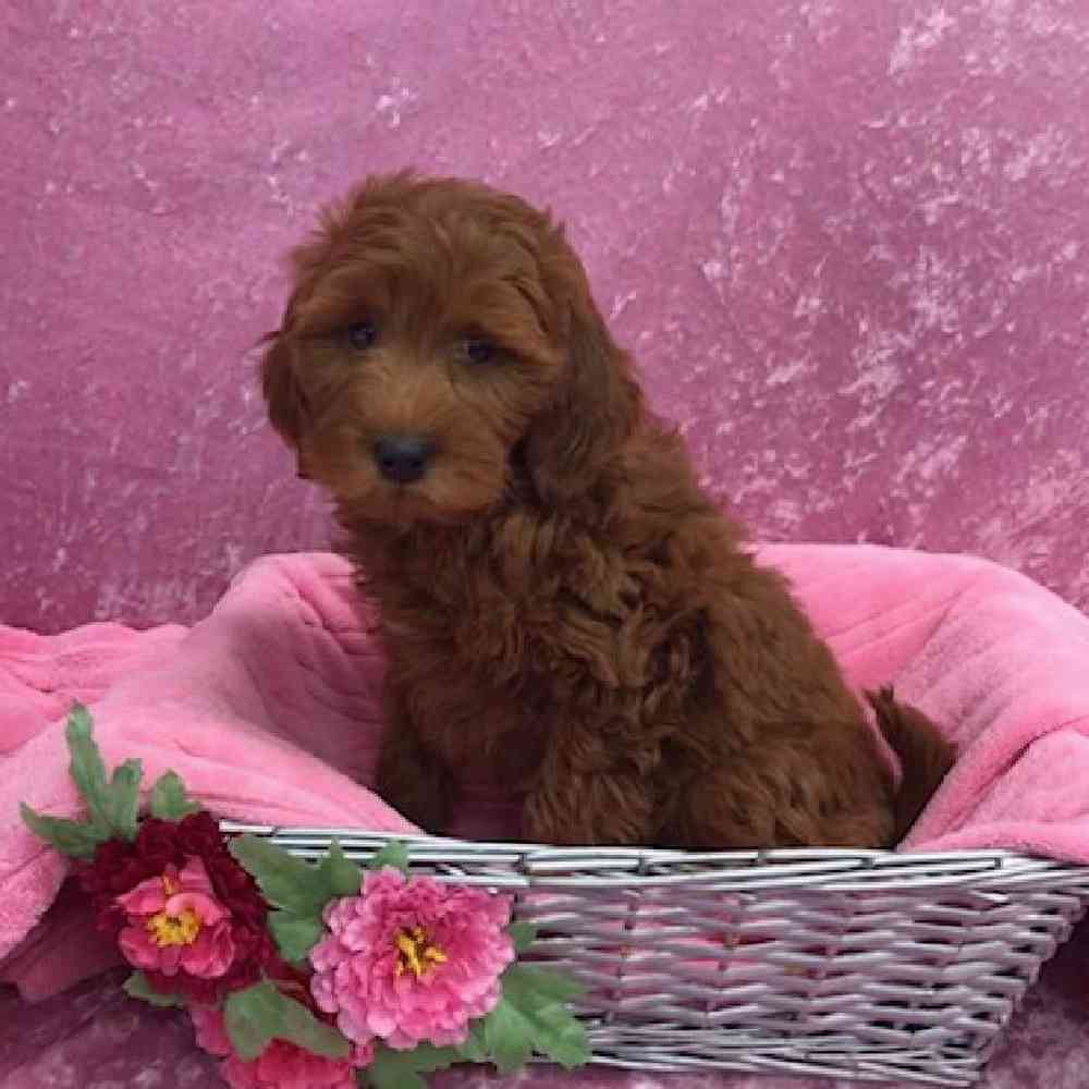 Female Soft Coated Wheaten Terrier/ Poodle Puppy for Sale in OMAHA, NE