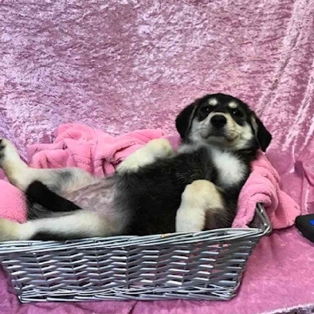 Female Siberian Husky Mix Puppy for sale