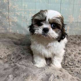 Shih Tzu