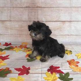 Miniature Schnauzer/Poodle