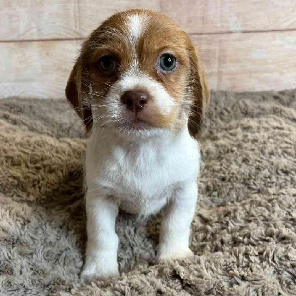 Male Dachshund/Shih Tzu Puppy for Sale in OMAHA, NE