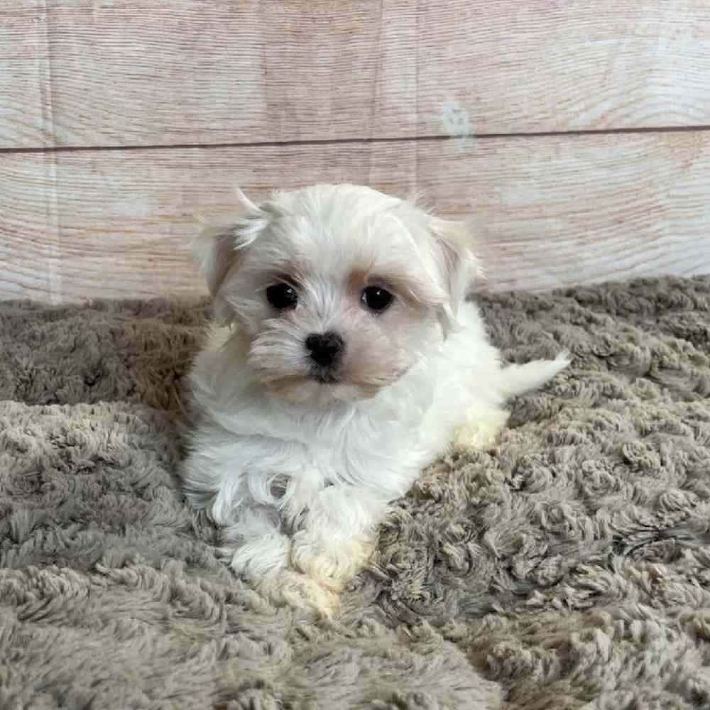 Female Maltese-Poodle Puppy for Sale in OMAHA, NE